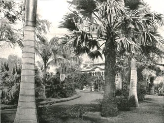 Typical Hawaiian yard, Honolulu, USA, 1895