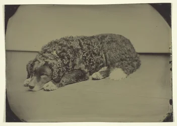 Untitled Dog, 1850-1899