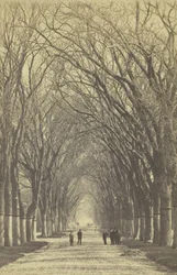 Untitled Avenue of Trees
