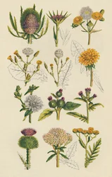 Varieties of British Wildflowers, 1947