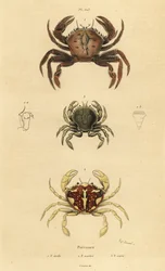 Velvet Crab, Necora Puber 1, Marbled Swimming Crab, Liocarcinus Marmoreus 2, and Pennant