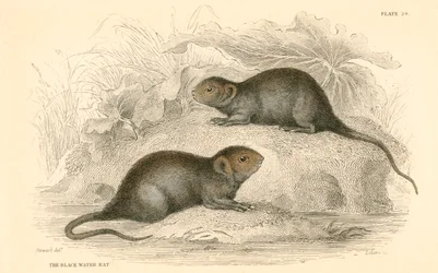 Water Vole Arvicola Terrestris, Also Known as the Black Water Rat