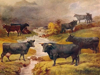 Welsh Black cattle, c. 1906, c. 1910