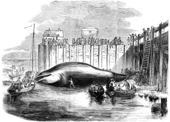 Whale captured in the Thames, Grays, Essex