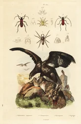 White-tailed sea eagle, Haliaeetus albicilla 5, and prey, water spider, Argyroneta aquatica 1, Purpuricenus beetles 2