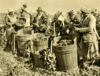 Wine Harvest near Baden bei Wien, Lower Austria, c1935