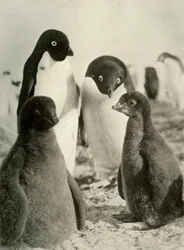 Young Adelie and Parents, c1908, 1909