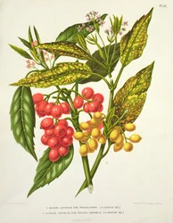Aucuba japonica hybrid macrocarpa and Fructu variabili, by A. Koster