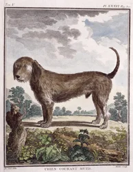 Cross Breed Dog