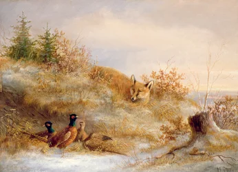 Fox and Pheasants in Winter