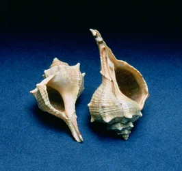 Murex shell