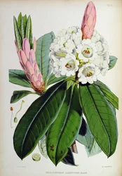Rhododendron: Argenteum, from The Rhododendrons of Sikkim-Himalaya, by J.D. Hooker, 1849-51