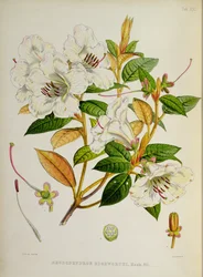 Rhododendron: Edgeworthi from The Rhododendrons of Sikkim-Himalaya by J.D. Hooker 1849-51