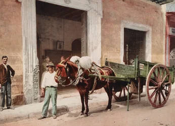 A Mule Cart in Havana led by a vendor