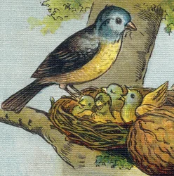 A Bird Feeds Its Young in a Nest. Engraving in 