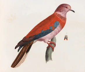 A Color Illustration of a Bird