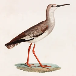 Bird (color illustration)