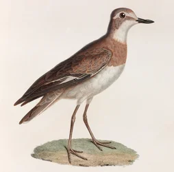 Bird (color illustration)