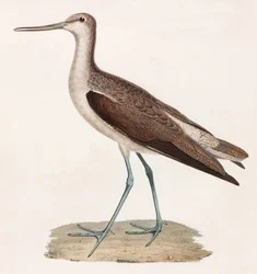 Bird (color illustration)