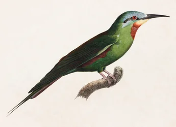 A Colour Illustration of a Green Bird