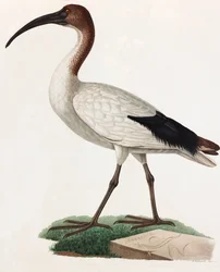 Long Beaked Bird (color illustration)