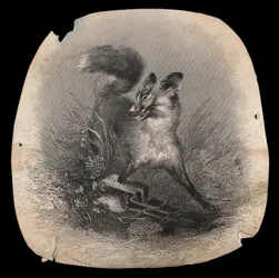 A Fox in Agony with Its Paw Caught in a Trap