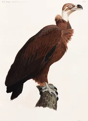 A Full Page Colour Illustration of a Vulture