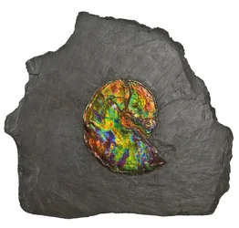 A large iridescent ammonite, from Canada