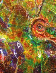 A large iridescent ammonite from Canada