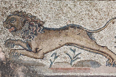 A lion (detail)