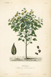 Abelmosk, Abelmoschus moschatus