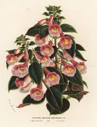 Achimenantha x naegelioides, pink and gold cultivar. Handcoloured lithograph from Louis van Houtte and Charles Lemaire