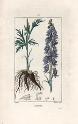 Monkshood, Aconitum Napellus, Showing Flowers, Leaves and Roots