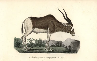 Addax or screwhorn antelope, Addax nasomaculatus. Critically endangered