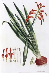 African corn lily (Mais a lys d