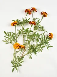 African marigold on white background
