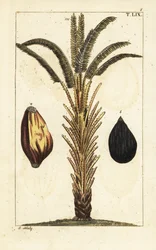 African Oil Palm Tree with Fruit, Elaeis Guineensis
