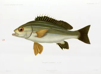 African Striped Grunt, Algeria