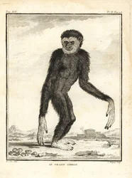 Agile gibbon, Hylobates agilis. Endangered