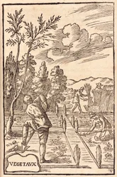 Agriculture: Farmers and Farm Workers Digging, Hoeing and Harvesting