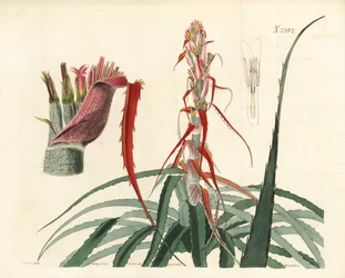 Aguava, Bromelia Alsodes (Narrow Leaved Pineapple)