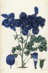 Alpine Columbine