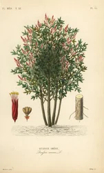 Amargo, bitter-ash, bitter-wood or hombre grande