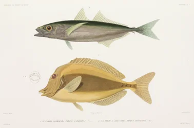 Amberstripe Scad and Razor Surgeonfish