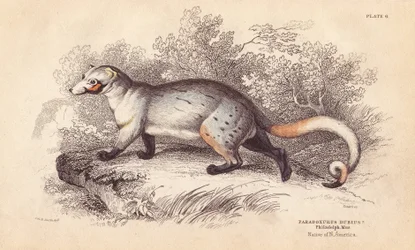 American Paradoxide, Paradoxurus dubius. From a Specimen in Philadelphia Museum