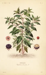 American pokeweed, Phytolacca americana