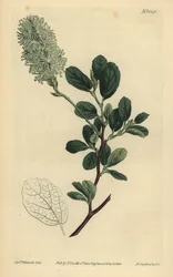 American Wych Hazel, Fothergilla Gardenii