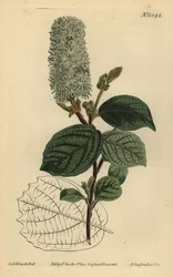 American wych hazel