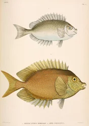 Amphacanthus Dorsalis, Amphacanthus Corallinus, Indonesia