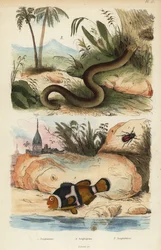 Amphicoma scullelata, saddleback clownfish, Amphiprion polymnus and white worm lizard, Amphisbaena alba